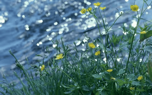 【长随笔】我们会比整个春天都辽阔